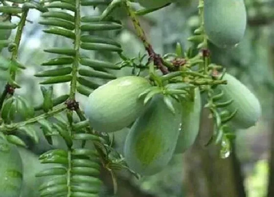 果实成熟|香榧多久成熟 从开花到结果成熟要多久
