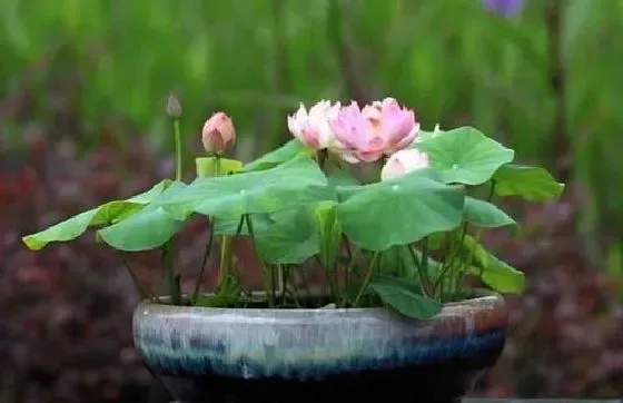 开花时间|莲花多长时间开花 养多久开花一次