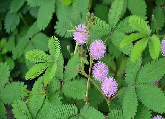 植物百科|害羞草生长在什么地方