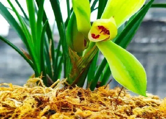 花卉百科|代表高贵冷艳的花 象征寓意是冷艳高冷的花（图片）