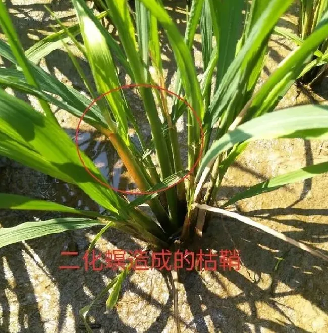 植物虫害|水稻二化螟虫害用什么方法防治效果比较好？