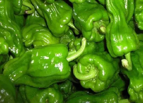 食用科普|菜椒可以生吃吗