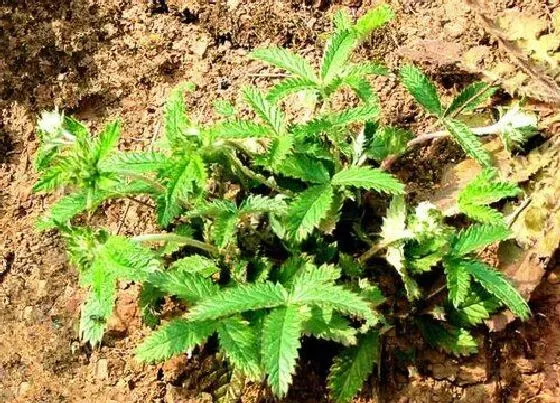 植物百科|中药翻白草又叫什么名字