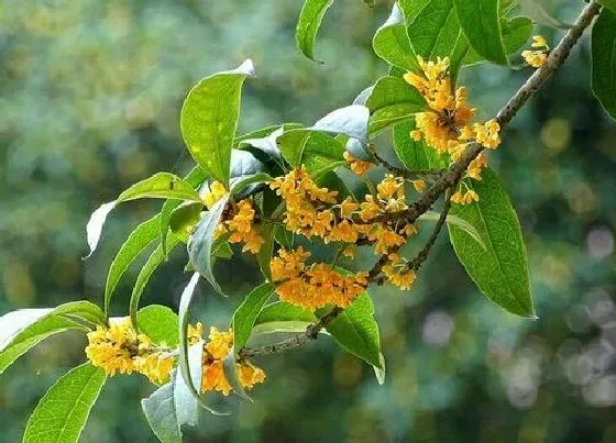 花卉百科|杭州的市花是什么花