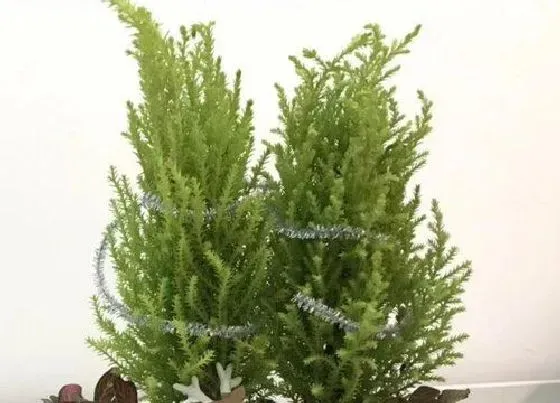 植物种类|松树是植物吗 属于什么类植物