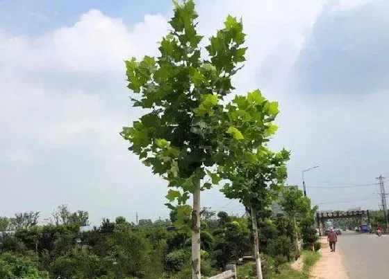 植物百科|梧桐是什么植物类别