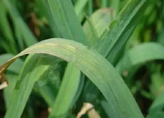 植物病害|大蒜花叶病症状及防治方法