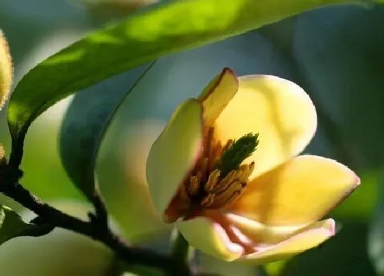 开花时间|含笑花什么时候开花 花期多长时间
