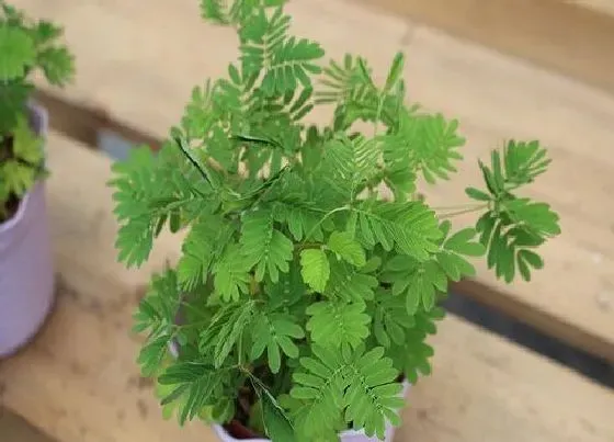植物百科|害羞草生长在什么地方