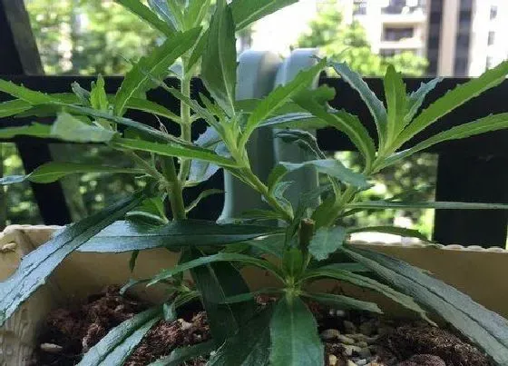植物百科|香彩雀是多年生还是一年生植物