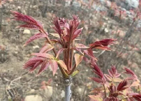 摆放常识|家里能种香椿树吗
