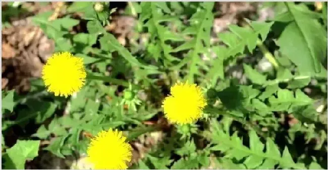 蒲公英种植技术揭秘 | 种植技术