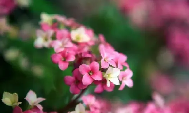 植物浇水|刚买回来长寿花能浇水吗（新买的长寿花怎么浇水合适）