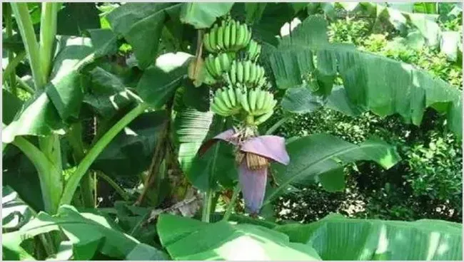 香蕉迟抽蕾怎么办？管理要点分析下 | 种植资料