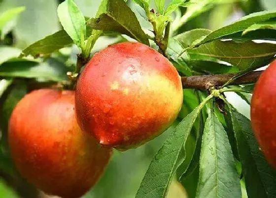 种植管理|桃树什么时候种植最好