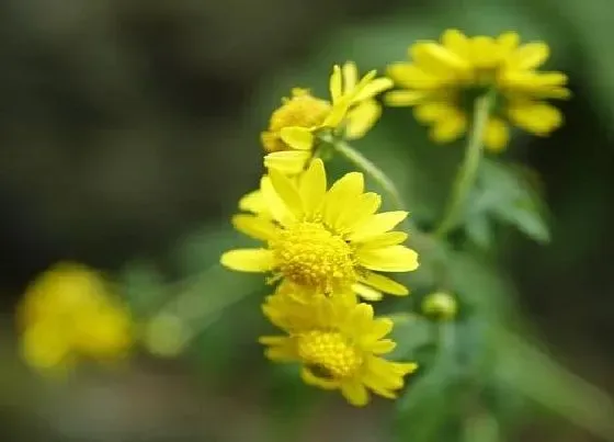 开花时间|五月菊花一年开几次花 开几个月花