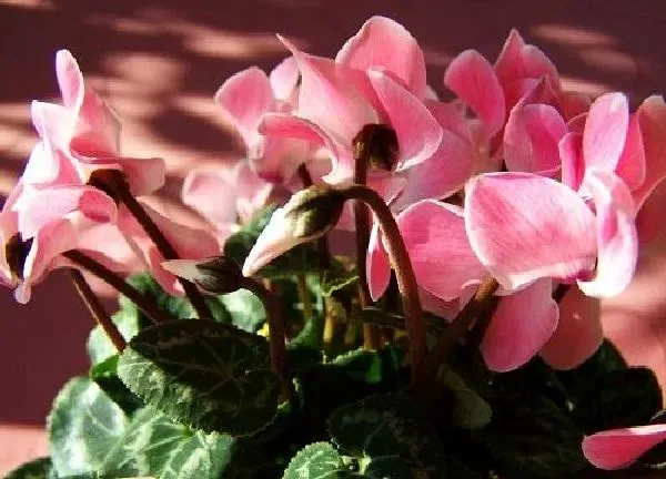 养殖科普|仙客来开花后怎么处理