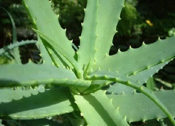 种植土壤|芦荟有几种品种图片及名称 芦荟哪种品种最好