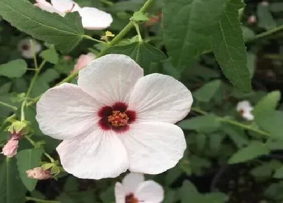 植物百科|木槿开花吗 开花什么样子