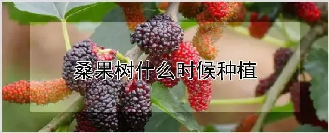 桑果树什么时候种植 | 种植技术