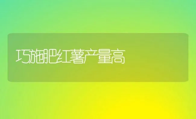 巧施肥红薯产量高 | 种植肥料施肥
