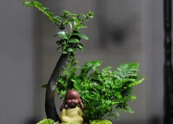 植物施肥|黑骨茶用什么肥料最好