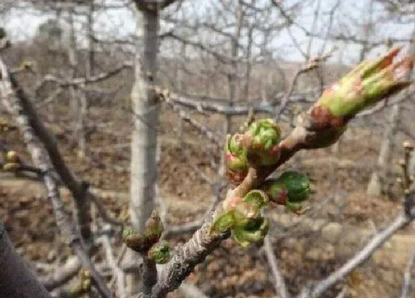 植物发芽|樱桃什么时候发芽长叶