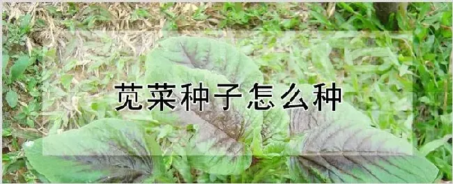 苋菜种子怎么种 | 种植资料