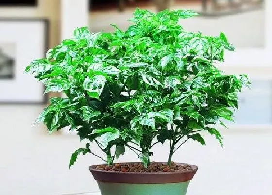 植物修剪|幸福树怎么修剪方法