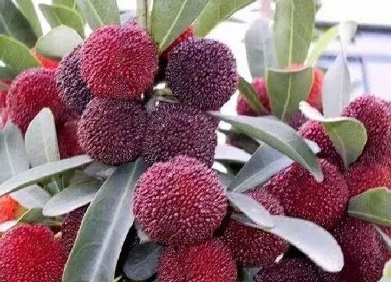 植物施肥|杨梅膨果肥用什么肥最好，杨梅膨果期施什么肥料又大又甜）