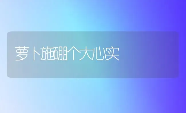 萝卜施硼个大心实 | 蔬菜种植