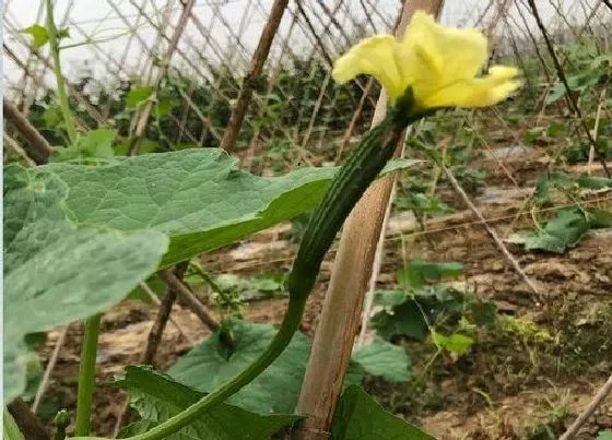 种植管理|棱角丝瓜几月份种植最好 几月份播种最适合