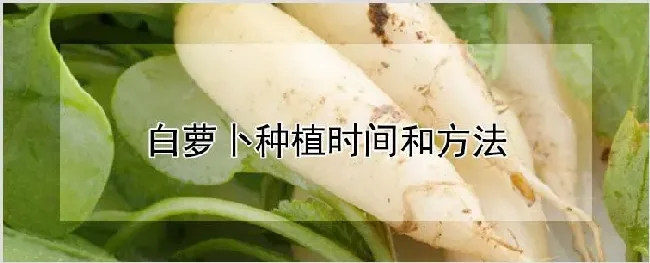 白萝卜种植时间和方法 | 养殖技术