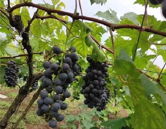 冬天植物|葡萄树怎么过冬天