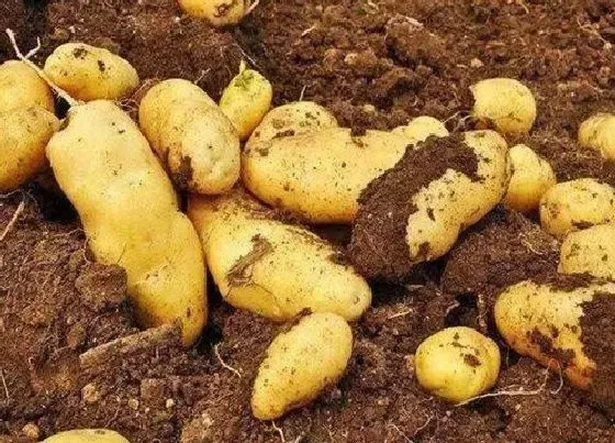 种植管理|土豆怎么种植才能高产 土豆高产种植技术