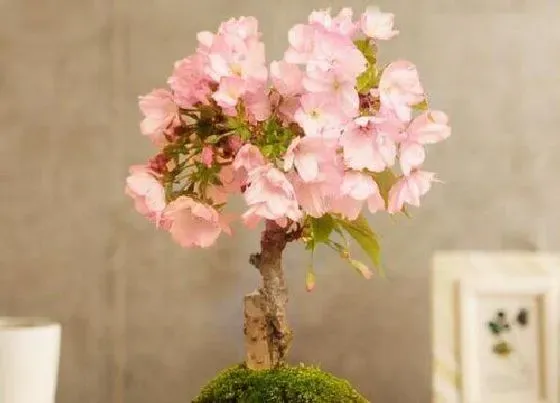 花朵|樱花的特点