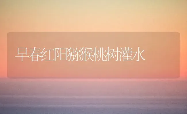 早春红阳猕猴桃树灌水 | 瓜果种植