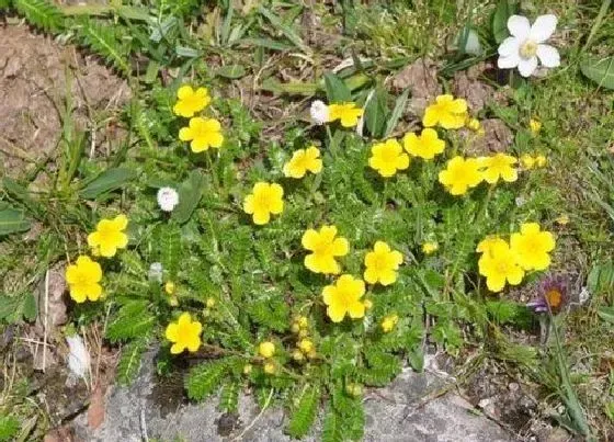 植物百科|中药翻白草又叫什么名字