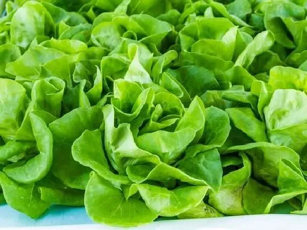 植物施肥|生菜追肥用什么肥料见效快，种生菜用什么肥料冲施最好）
