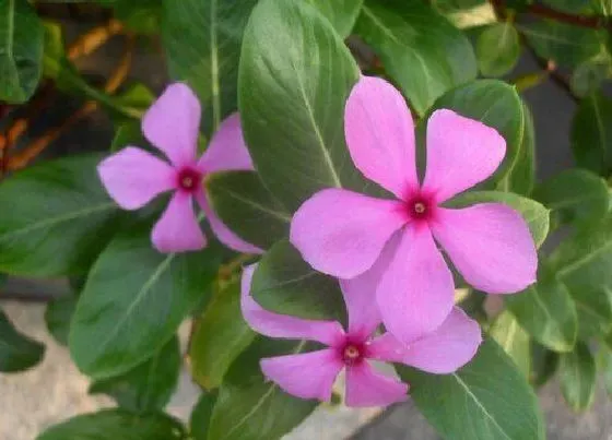 植物毒性|长春花有毒吗 可以放在室内养吗