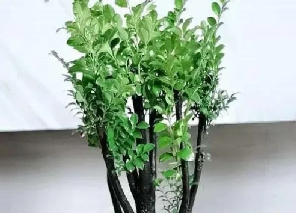 植物浇水|平安树可以浇啤酒水吗