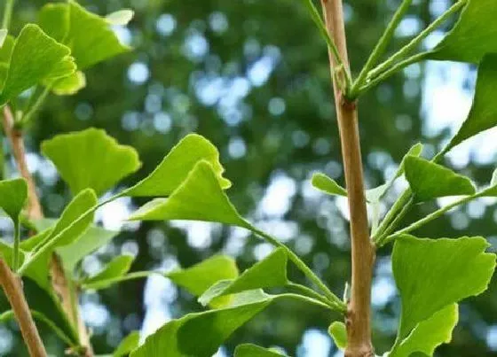 植物种类|银杏是草本植物吗