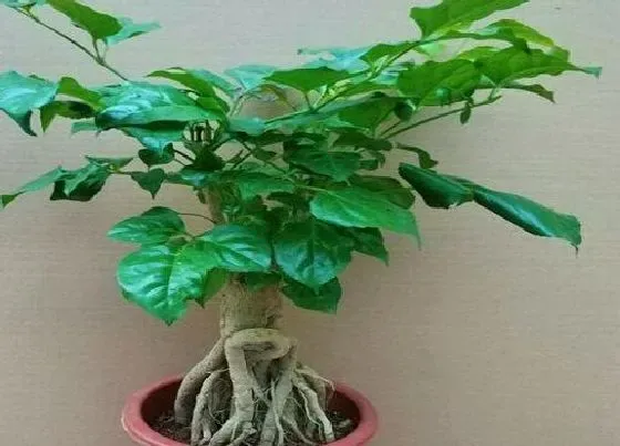 习性特点|幸福树和绿宝树的区别 是同一种植物吗