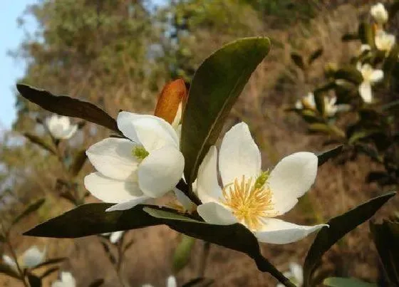 开花时间|含笑花什么时候开花 花期多长时间