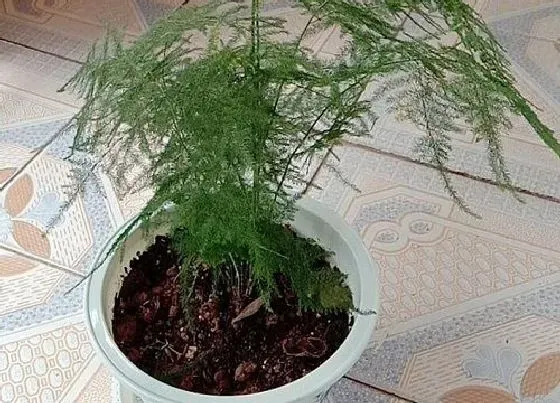 冬天植物|文竹抗冻吗