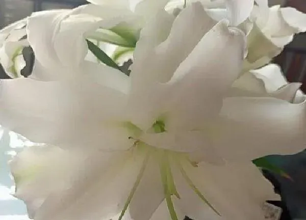 养殖方法|百合花怎么养殖方法