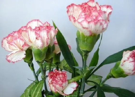 送花|产妇送什么花合适