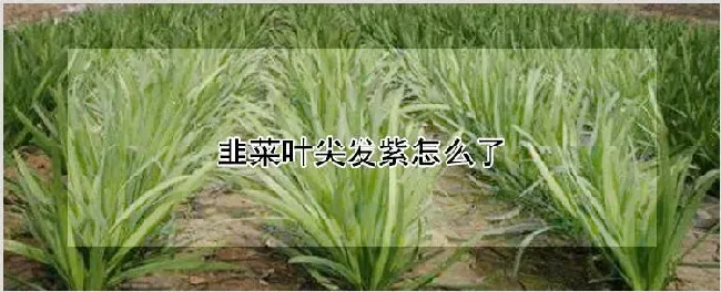 韭菜叶尖发紫怎么了 | 耕种资料