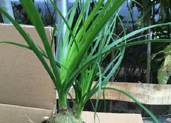 植物繁殖|酒瓶兰怎么繁殖方法和注意事项