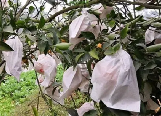 果实成熟|耙耙柑采摘时间和收获季节